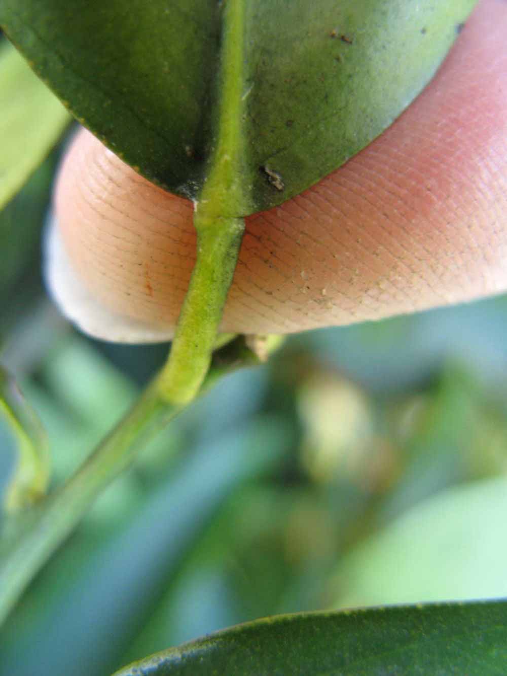              Petiole (Winter Haven, FL)       